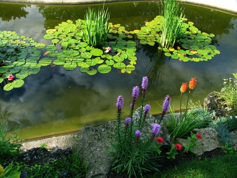 Natural look Water Garden